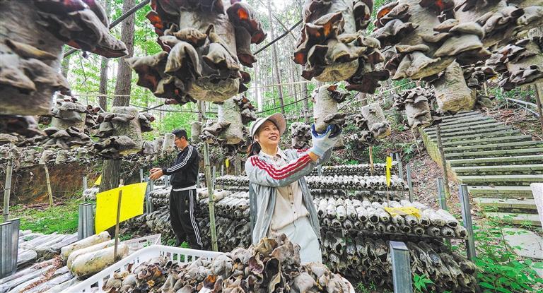 量发展产业调研】林下生金mg不朽情缘网站【高质